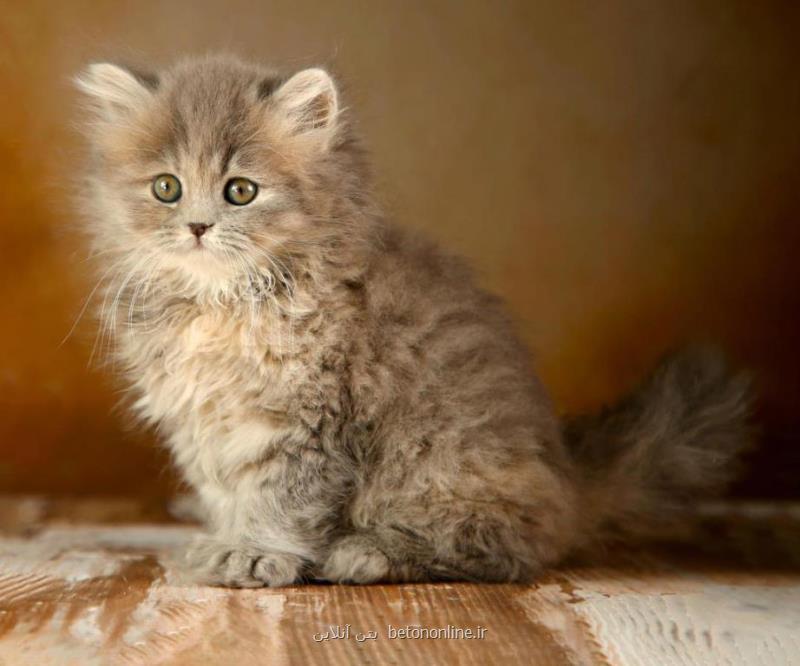 گربه پرشین طوسی