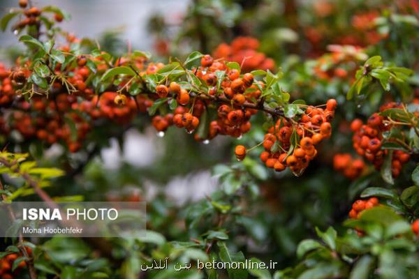 احتمال بارش پراکنده در ارتفاعات تهران