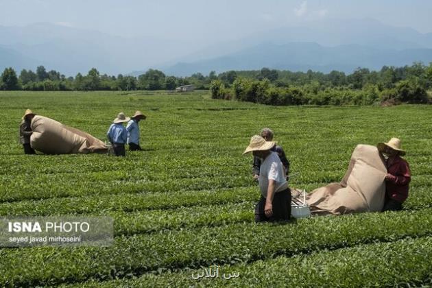 آخرین وضعیت پرداخت مطالبات چایکاران