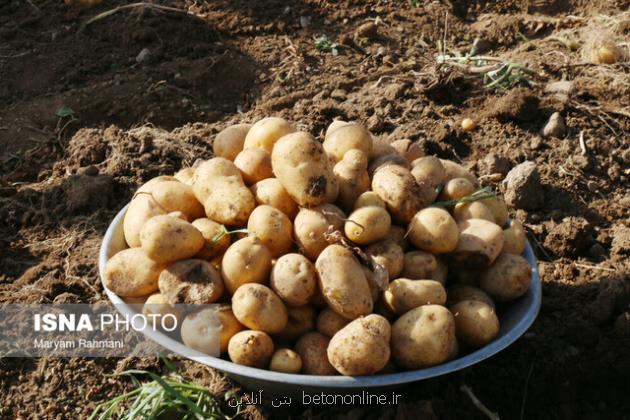 ثبات قیمت سیب زمینی از ابتدای اسفند
