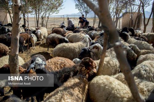 ایران رتبه چهارم تولید دام در جهان