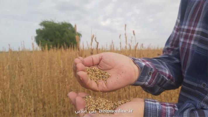 ۳۰ درصد کاهش تولیدات کشاورزی به سبب عدم توجه به حفظ نباتات است