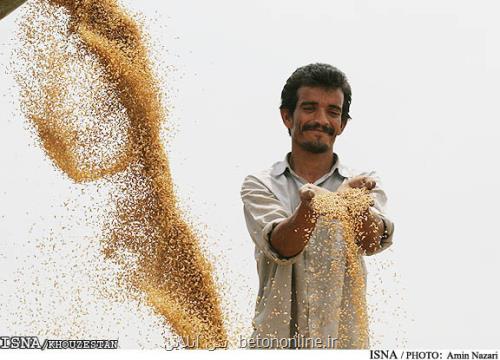 درخواست سرپرست جهادکشاورزی خوزستان از رئیس جمهور برای پرداخت مطالبات گندمکاران