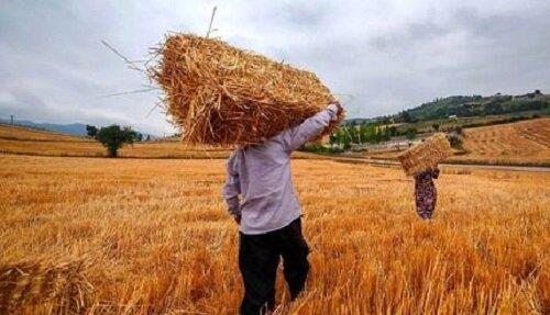 خبر فوری برای گندمکاران