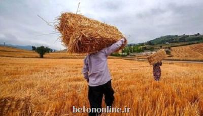 خبر فوری برای گندمکاران