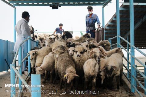 ترخیص ۱۳۸۰۰ رأس دام زنده رومانیایی از گمرك بندر امام